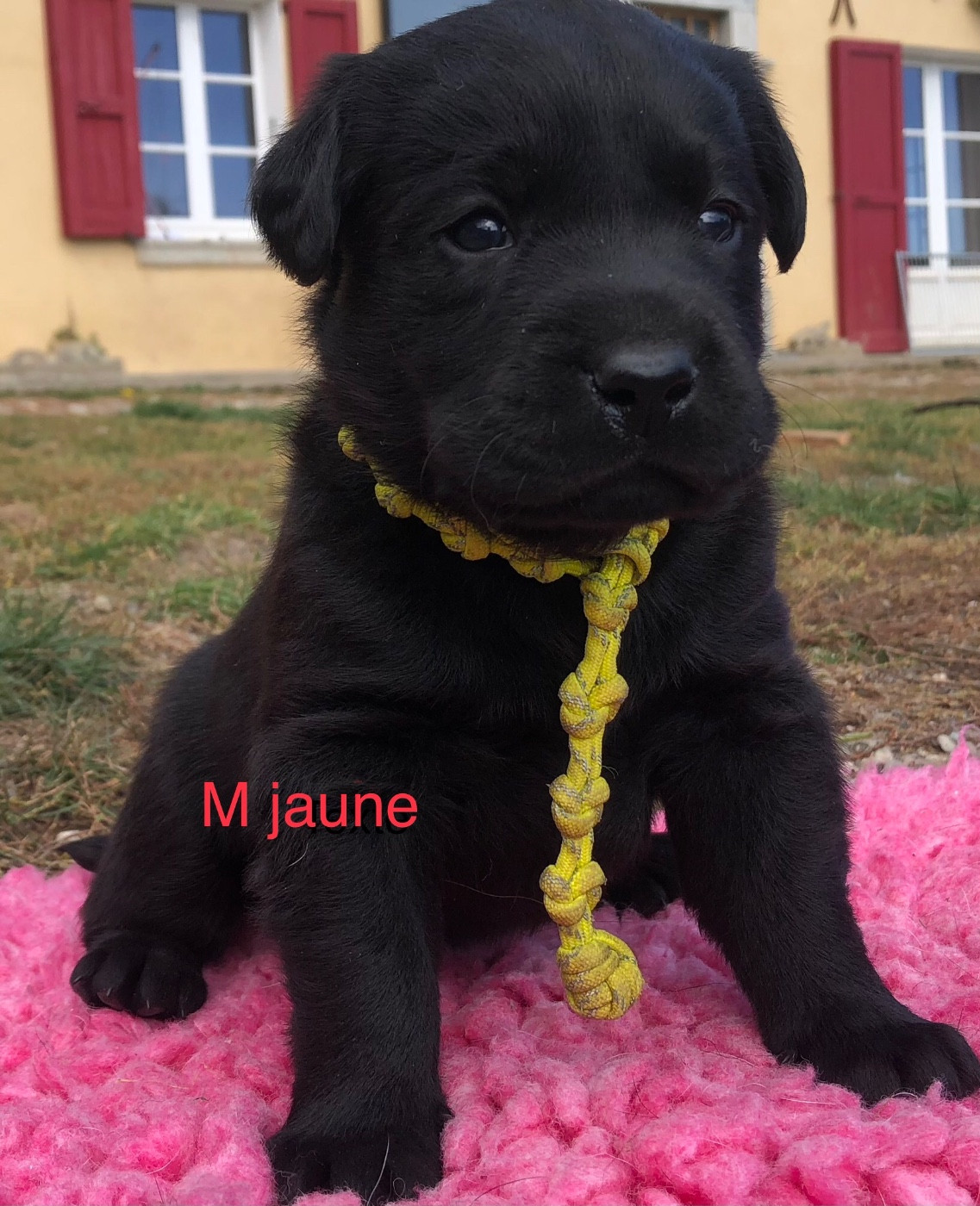 By Champs'Or - Chiots disponibles - Labrador Retriever