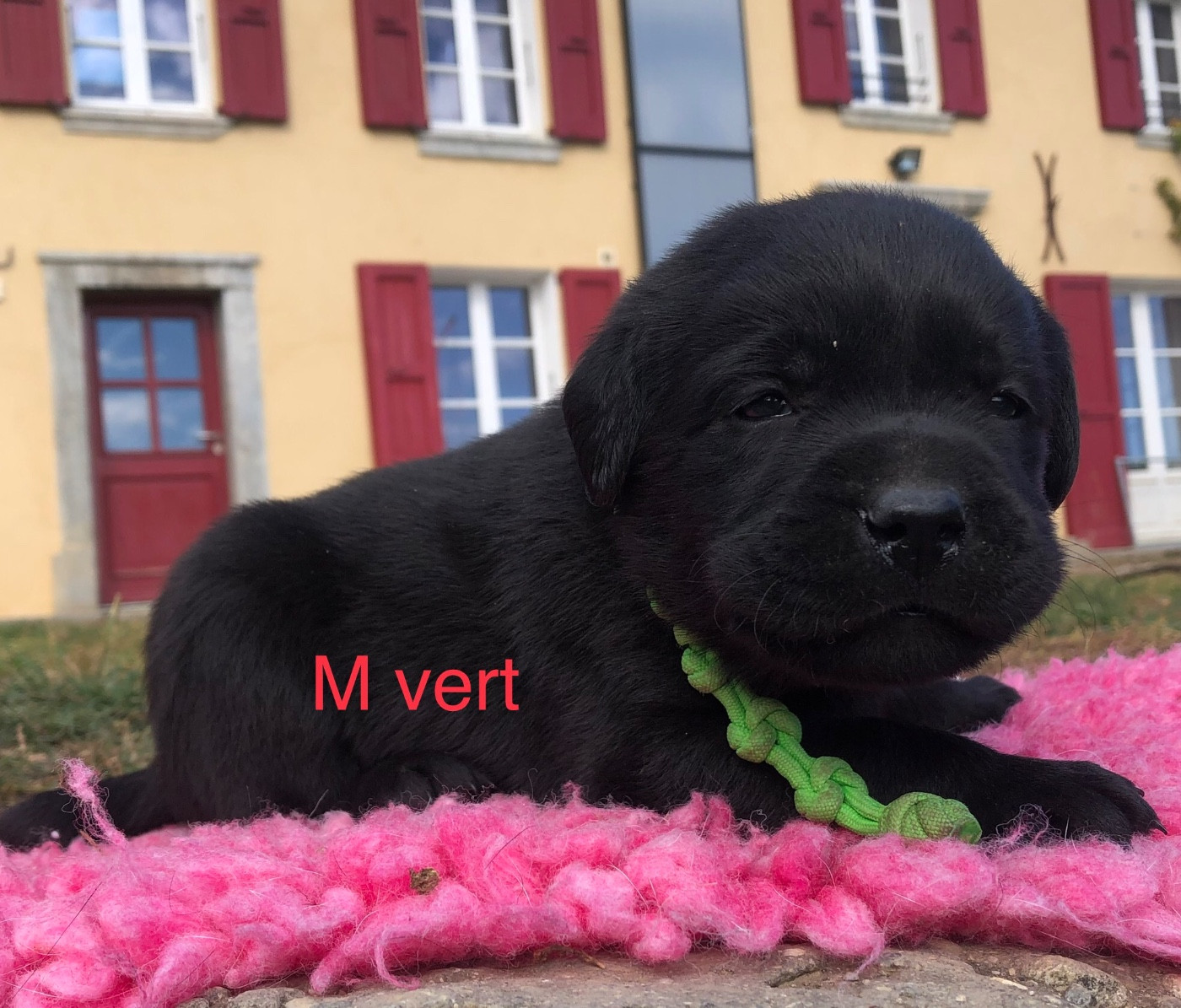 By Champs'Or - Chiots disponibles - Labrador Retriever
