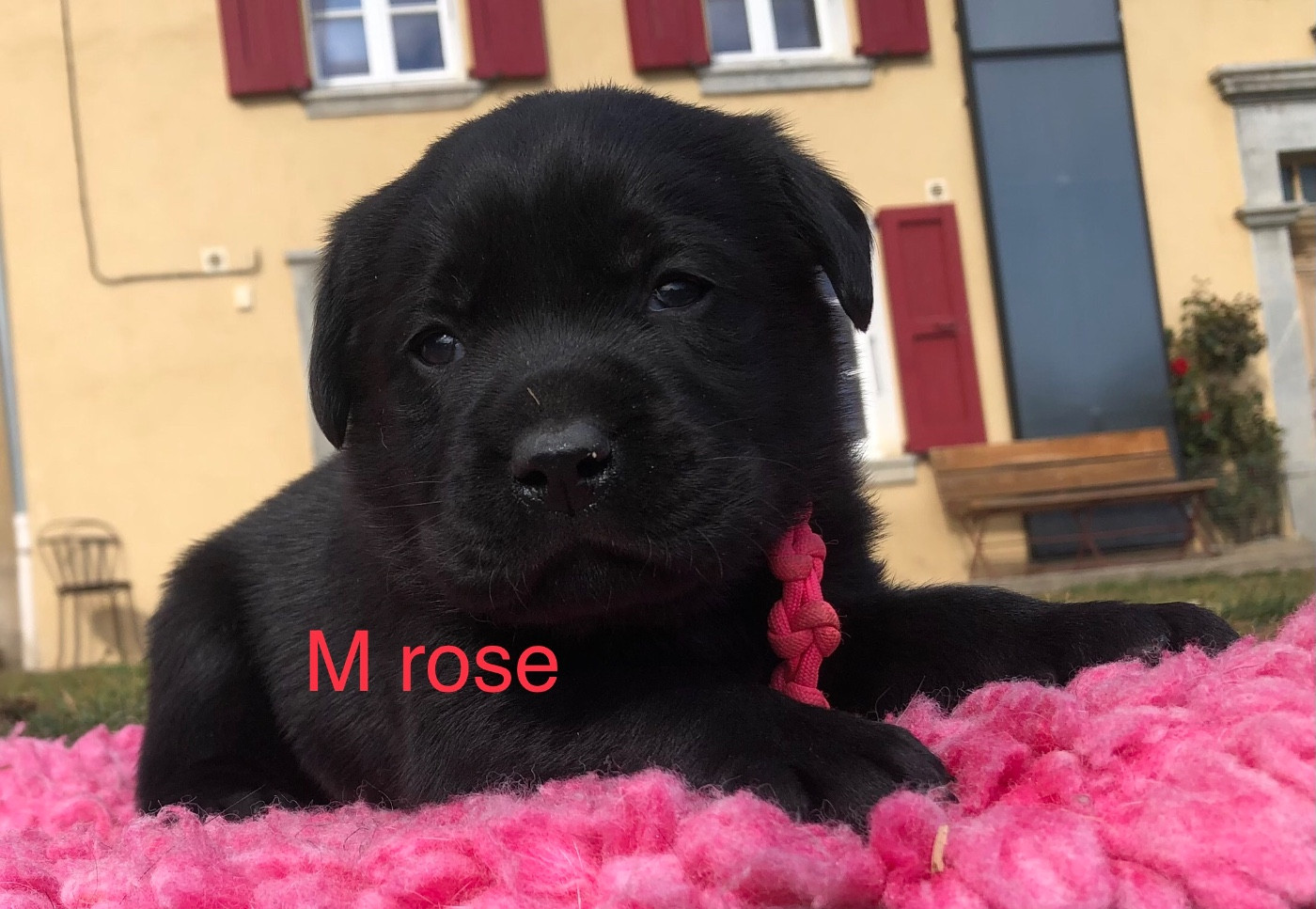 By Champs'Or - Chiots disponibles - Labrador Retriever