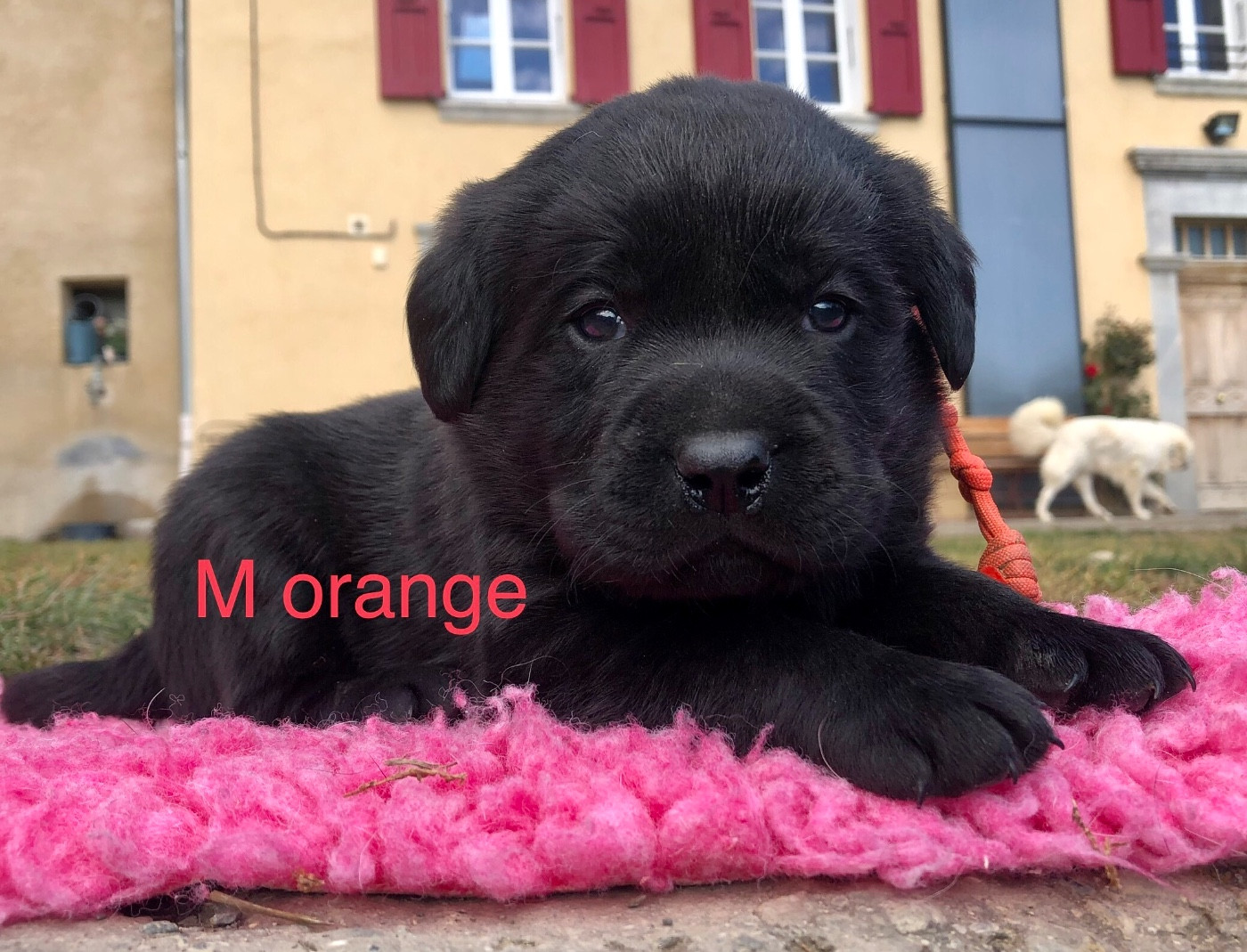 By Champs'Or - Chiots disponibles - Labrador Retriever