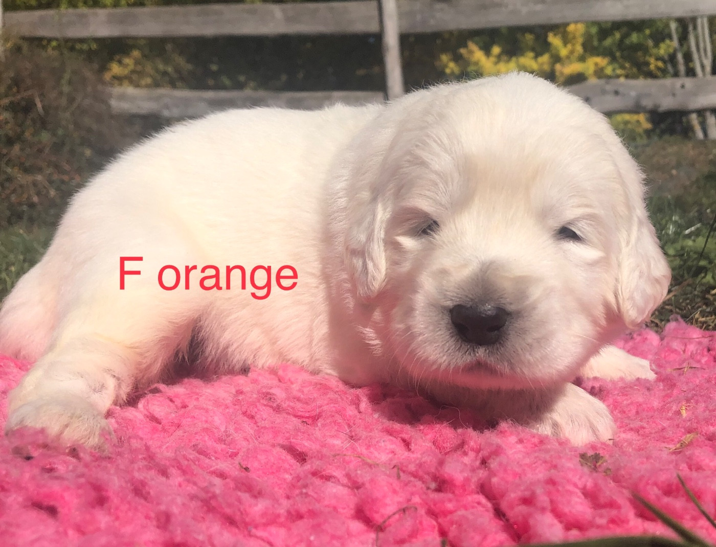 By Champs'Or - Chiots disponibles - Berger de Podhale - Tatra