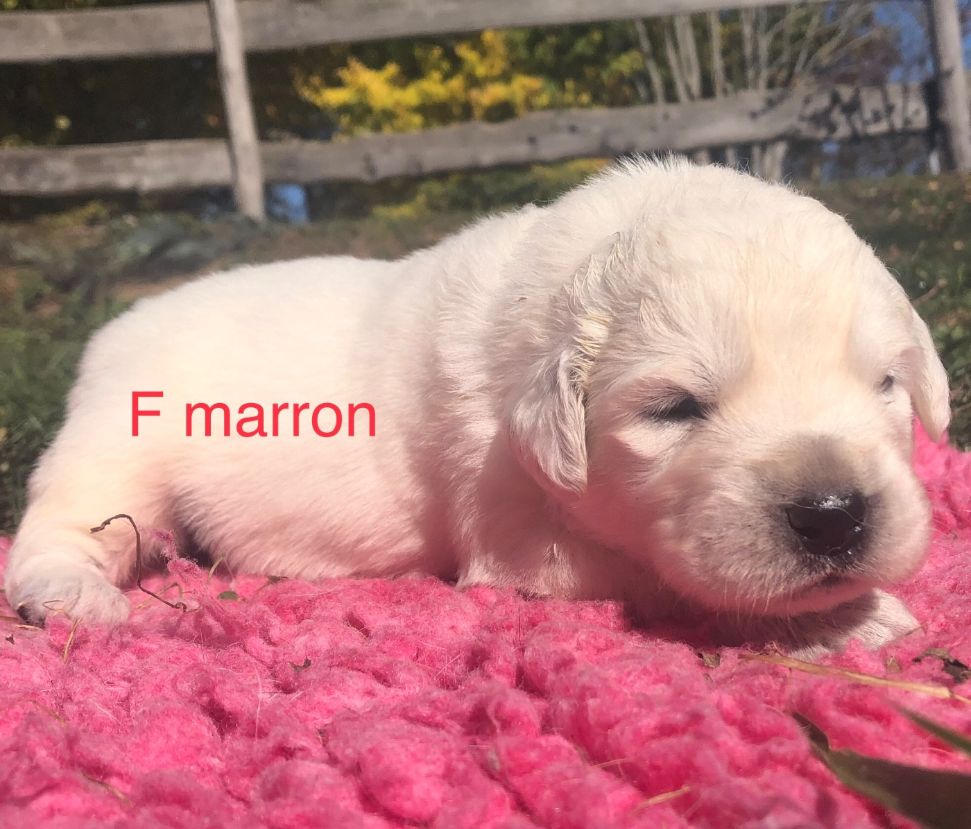 By Champs'Or - Chiots disponibles - Berger de Podhale - Tatra