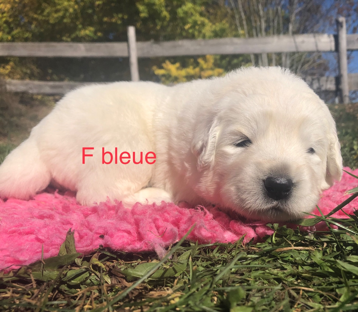By Champs'Or - Chiots disponibles - Berger de Podhale - Tatra