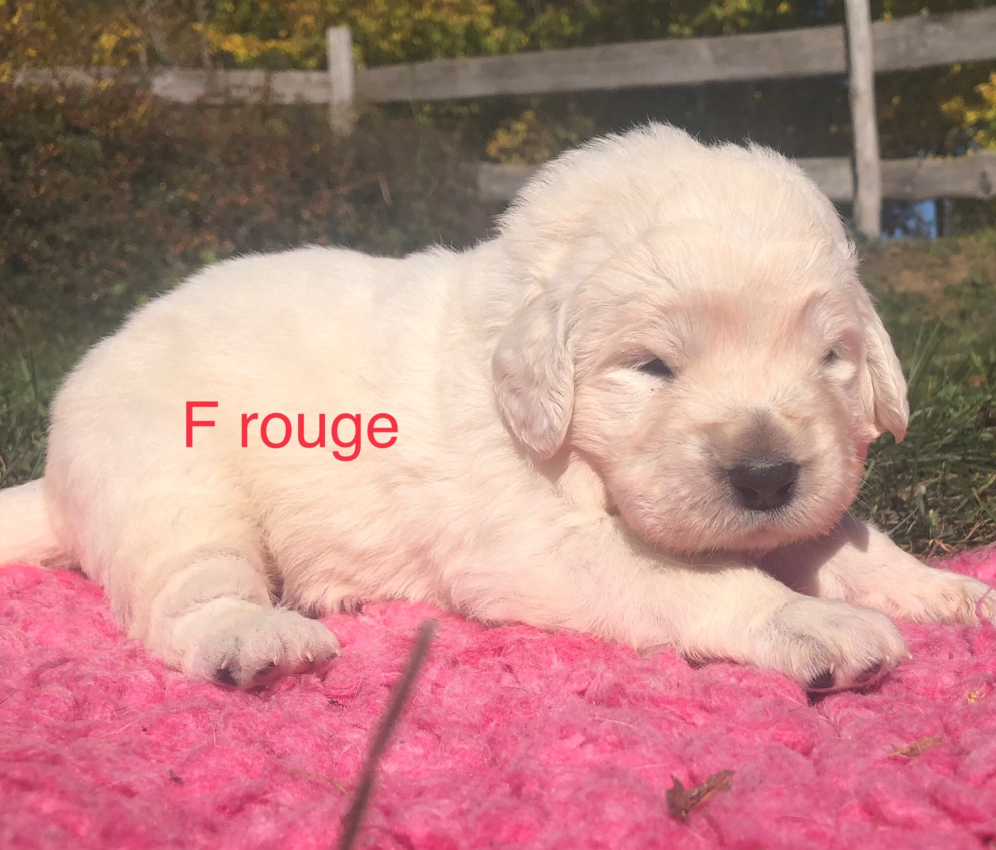 By Champs'Or - Chiots disponibles - Berger de Podhale - Tatra