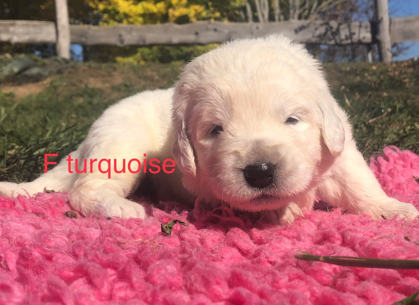 By Champs'Or - Chiots disponibles - Berger de Podhale - Tatra
