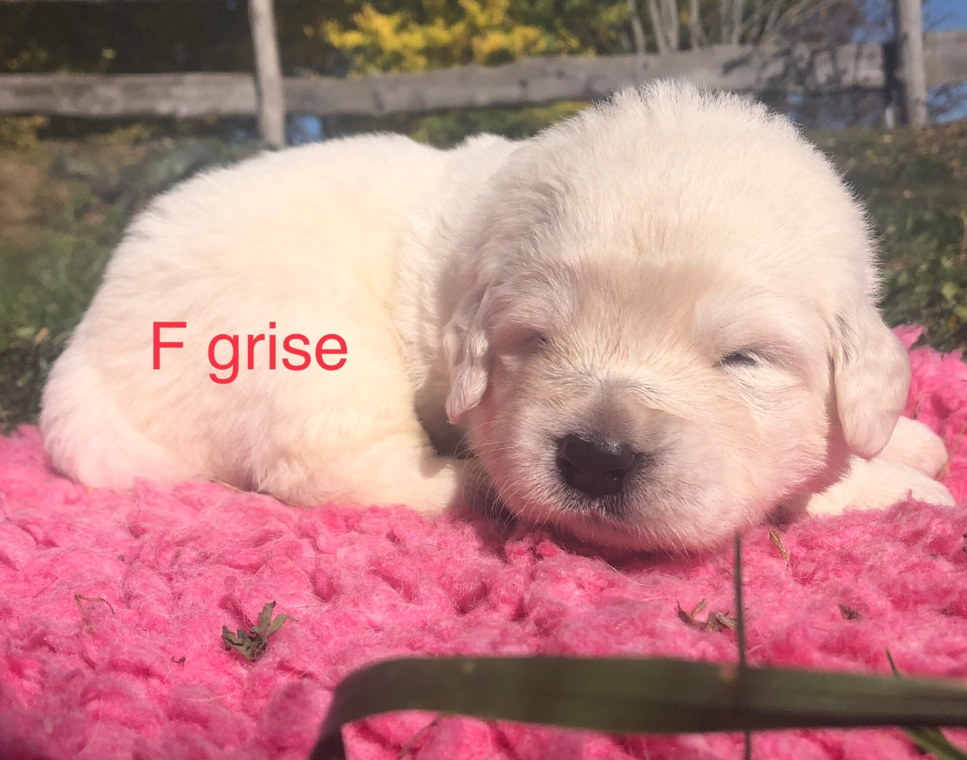 By Champs'Or - Chiots disponibles - Berger de Podhale - Tatra