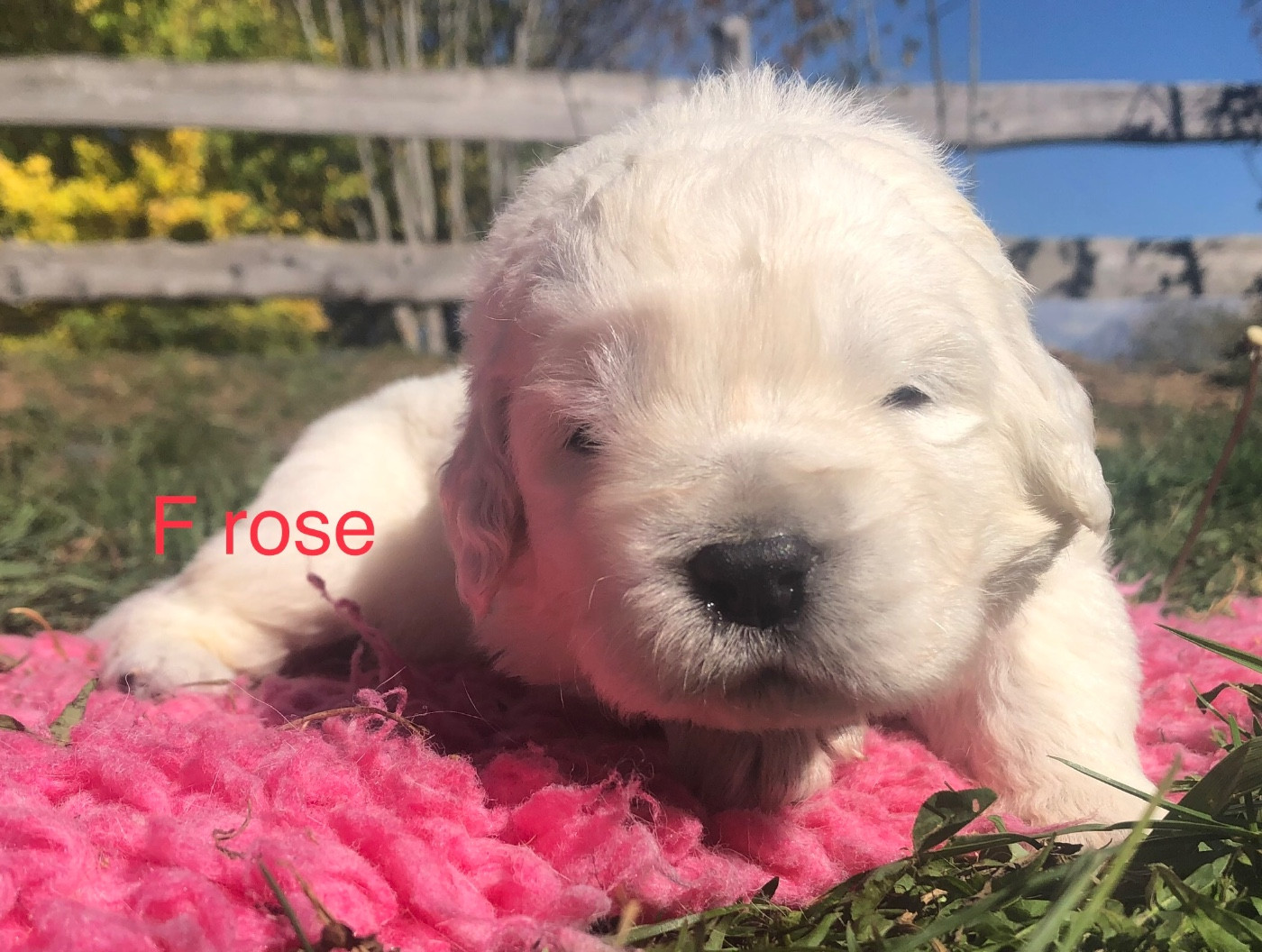 By Champs'Or - Chiots disponibles - Berger de Podhale - Tatra