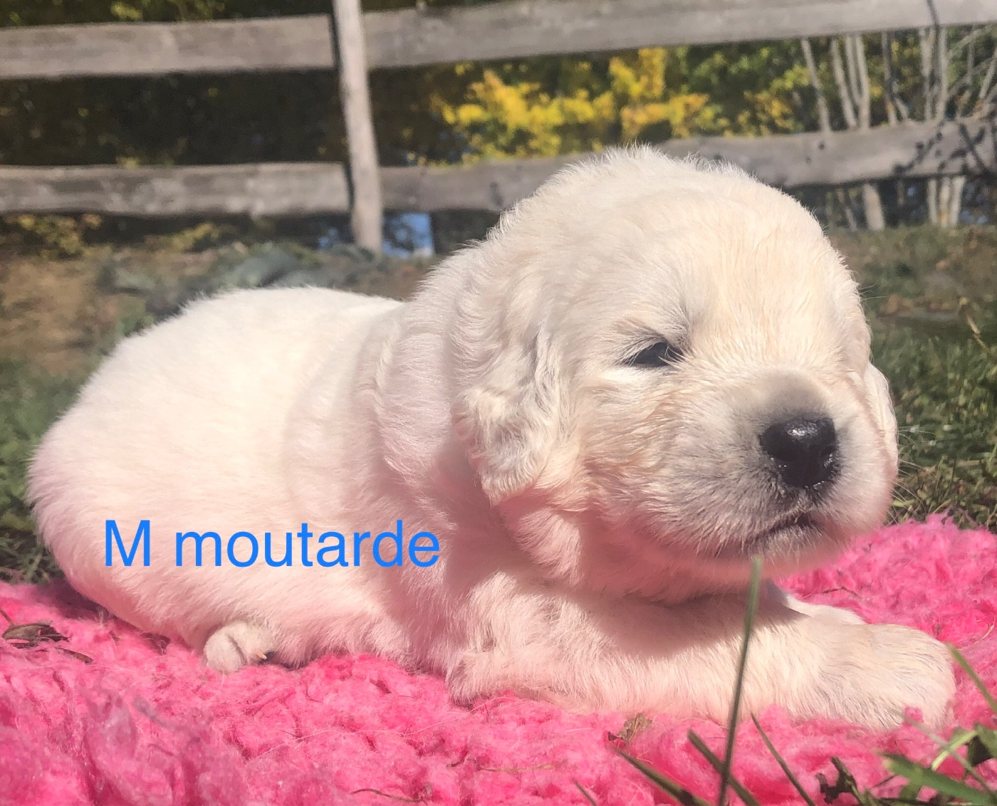 By Champs'Or - Chiots disponibles - Berger de Podhale - Tatra