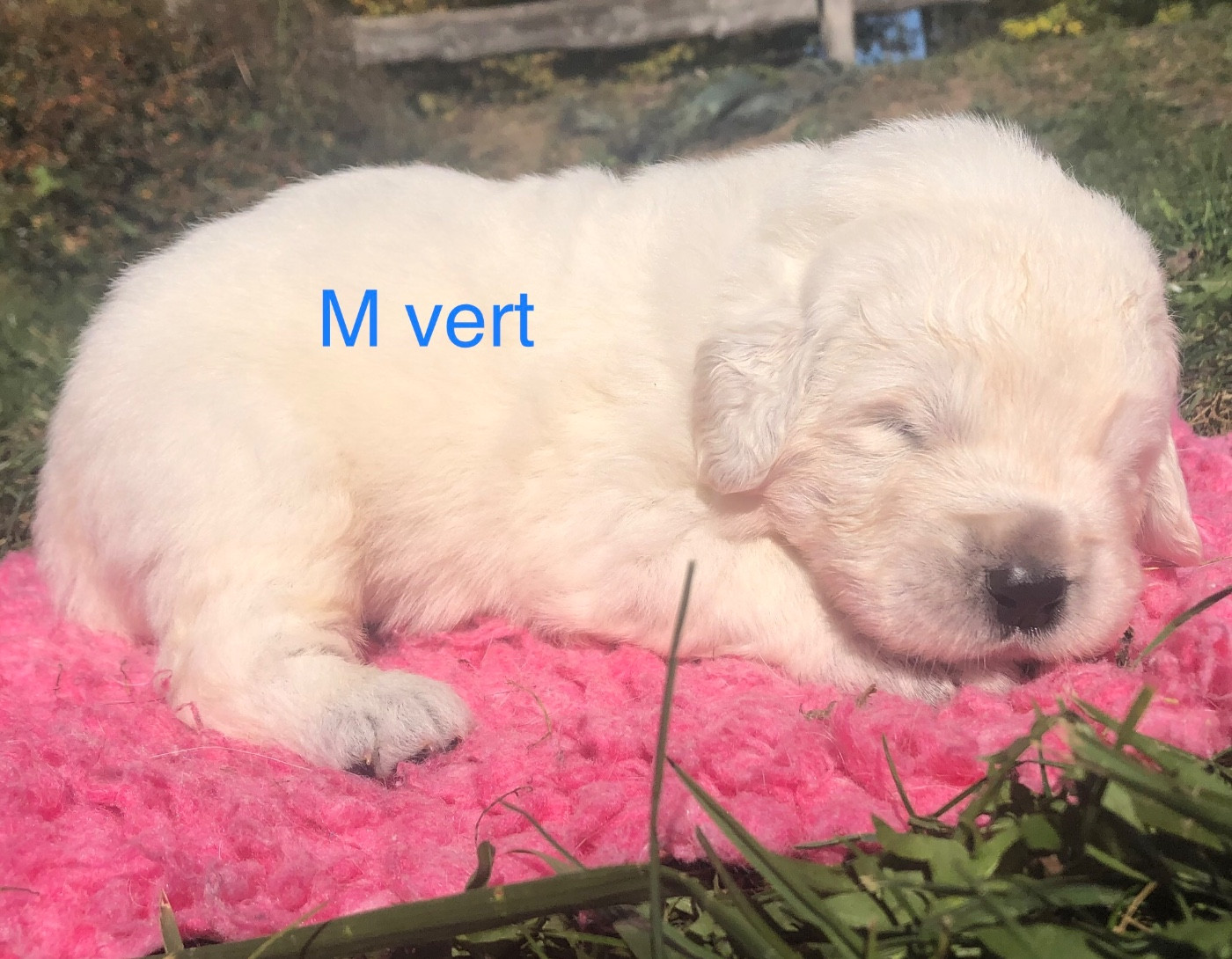 By Champs'Or - Chiots disponibles - Berger de Podhale - Tatra
