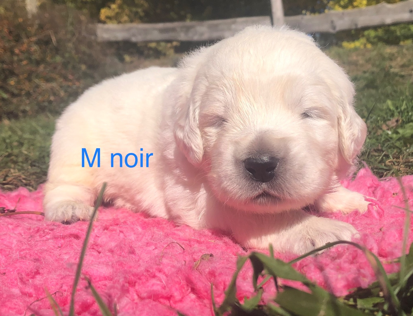 By Champs'Or - Chiots disponibles - Berger de Podhale - Tatra