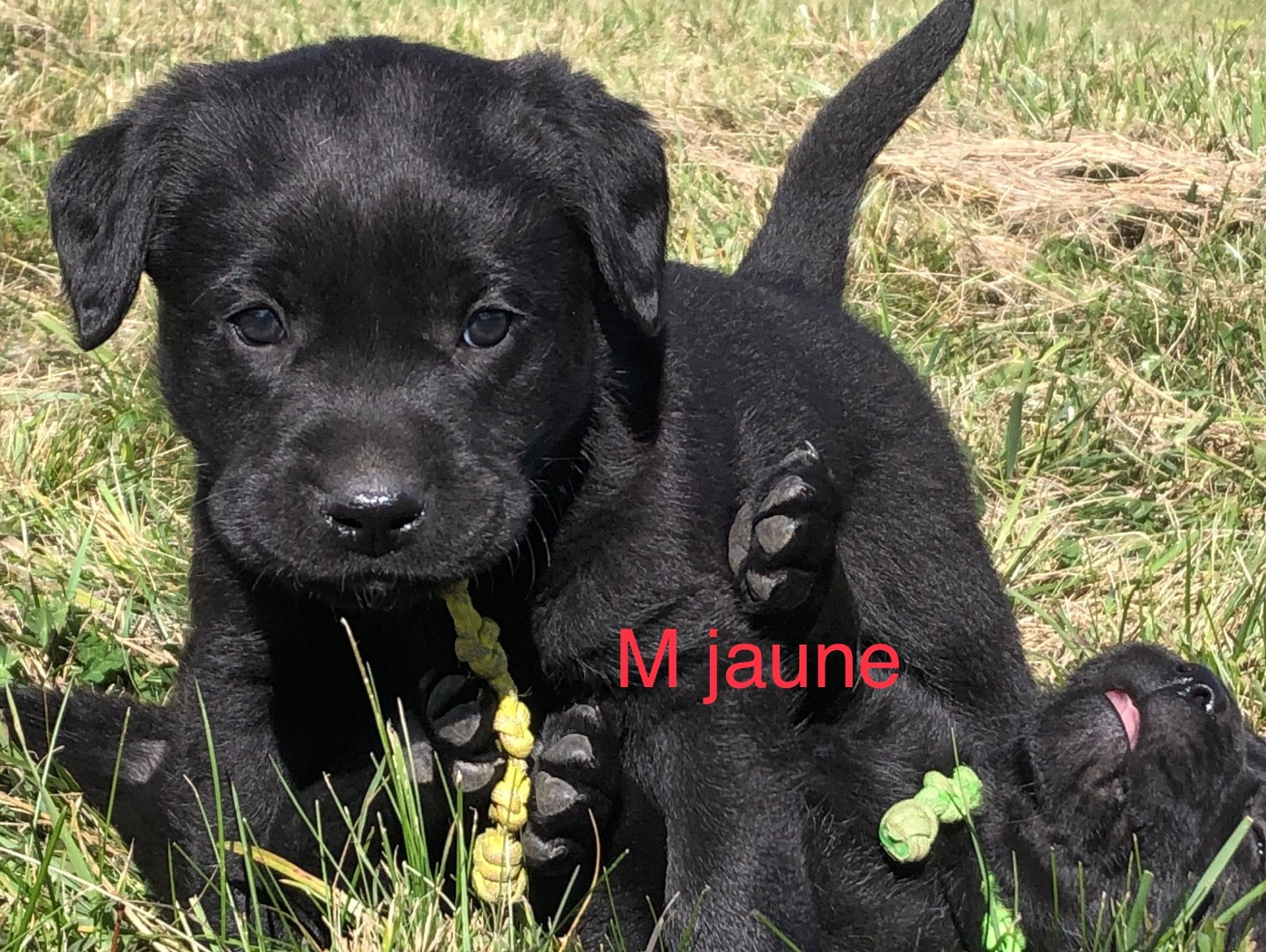 By Champs'Or - Chiots disponibles - Labrador Retriever