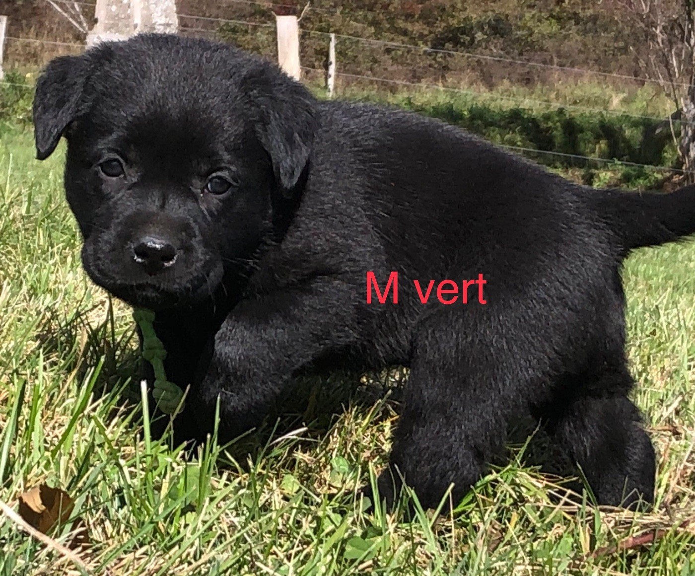 By Champs'Or - Chiots disponibles - Labrador Retriever