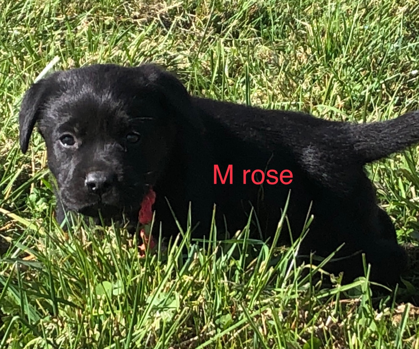 By Champs'Or - Chiots disponibles - Labrador Retriever