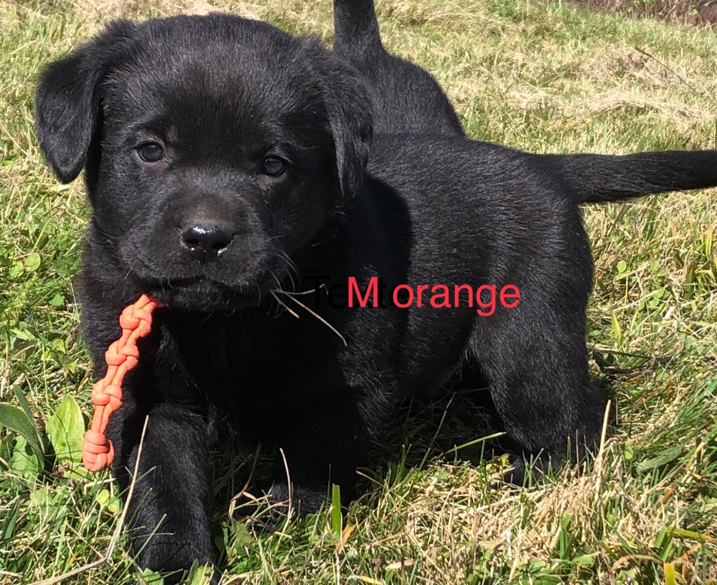 By Champs'Or - Chiots disponibles - Labrador Retriever