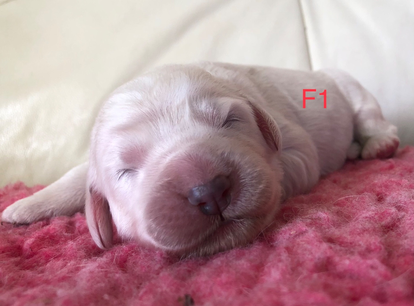 By Champs'Or - Chiots disponibles - Berger de Podhale - Tatra