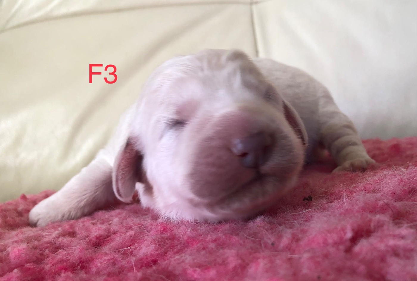 By Champs'Or - Chiots disponibles - Berger de Podhale - Tatra