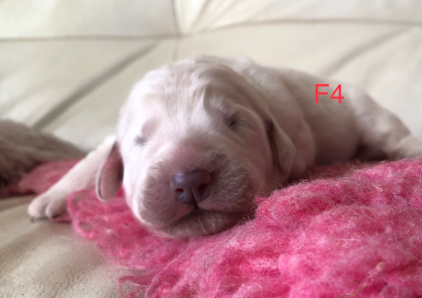 By Champs'Or - Chiots disponibles - Berger de Podhale - Tatra