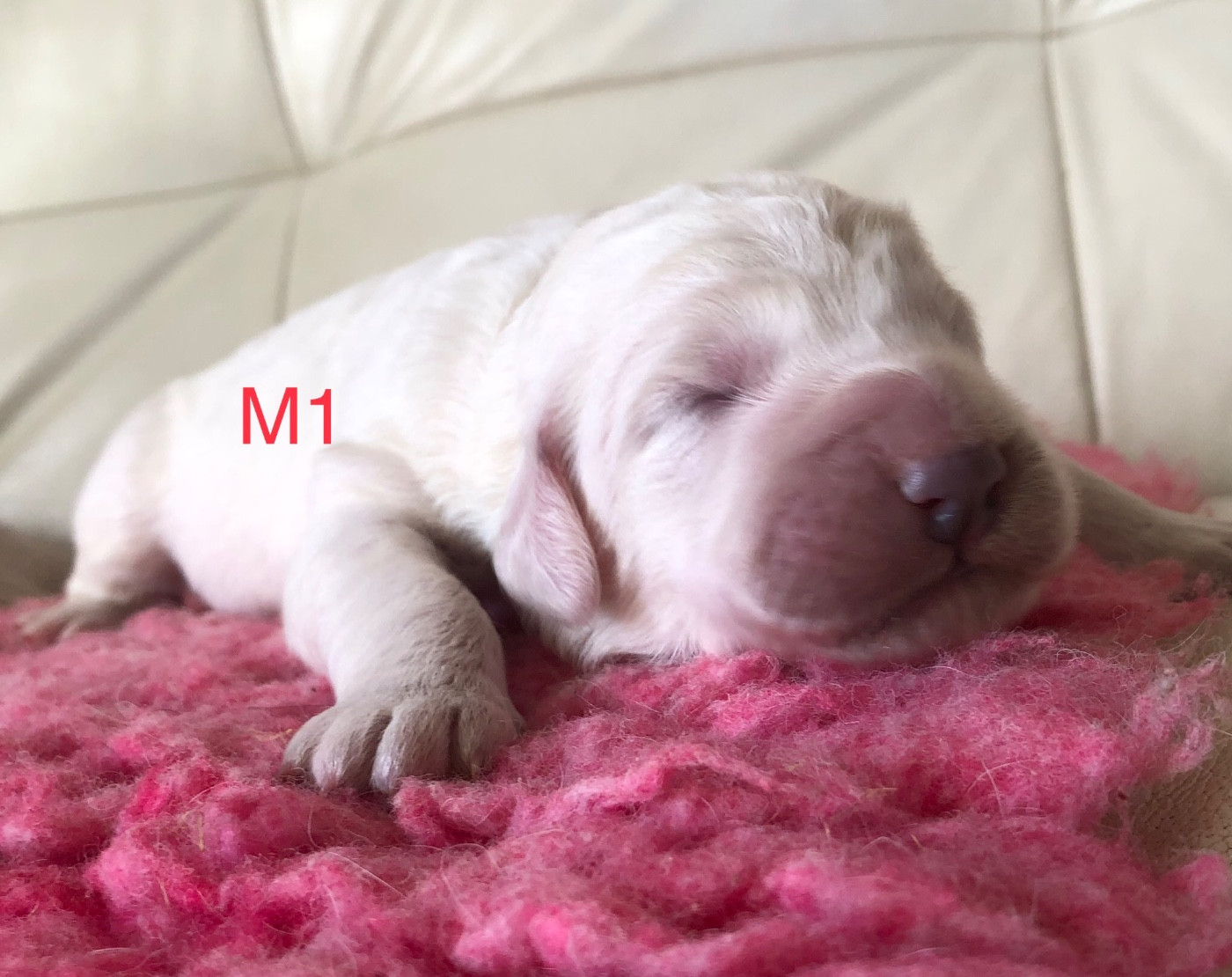 By Champs'Or - Chiots disponibles - Berger de Podhale - Tatra