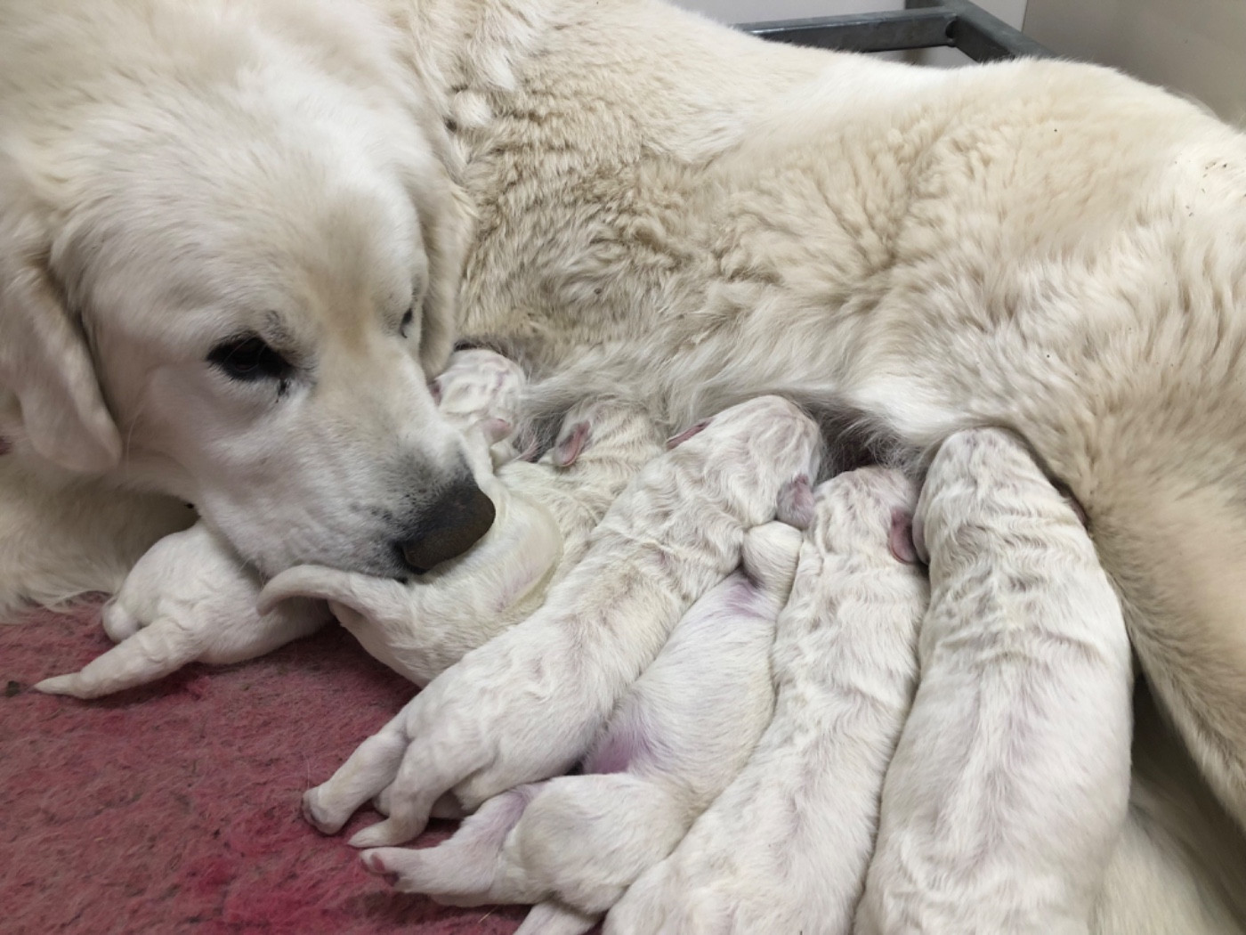 Chiot Berger de Podhale - Tatra By Champs'Or