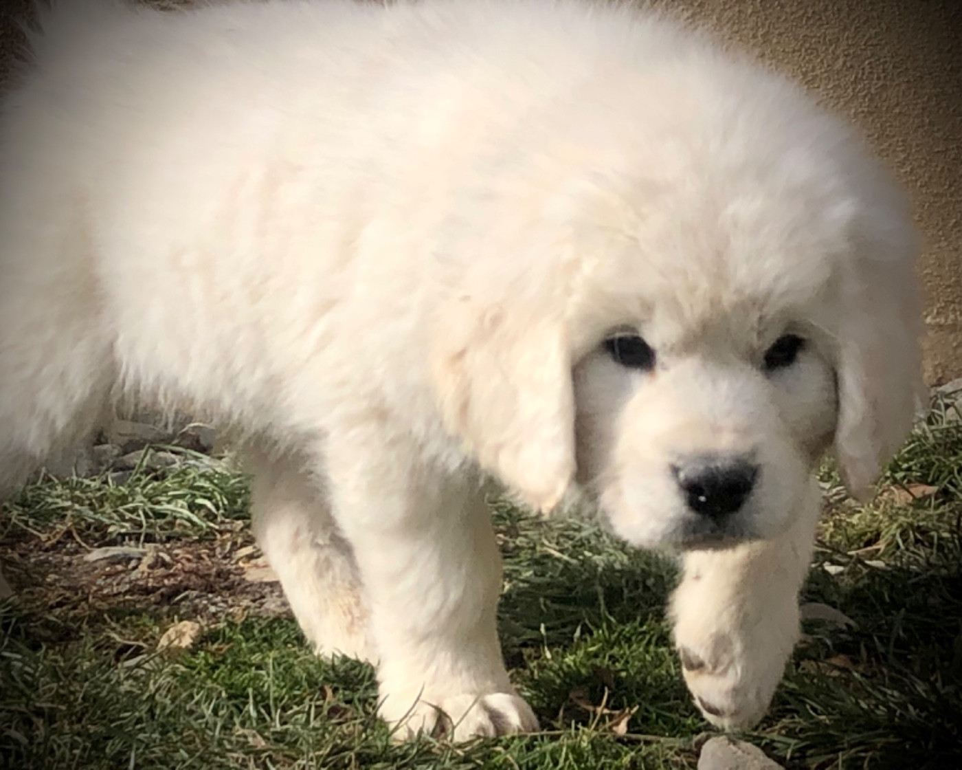 By Champs'Or - Chiots disponibles - Berger de Podhale - Tatra