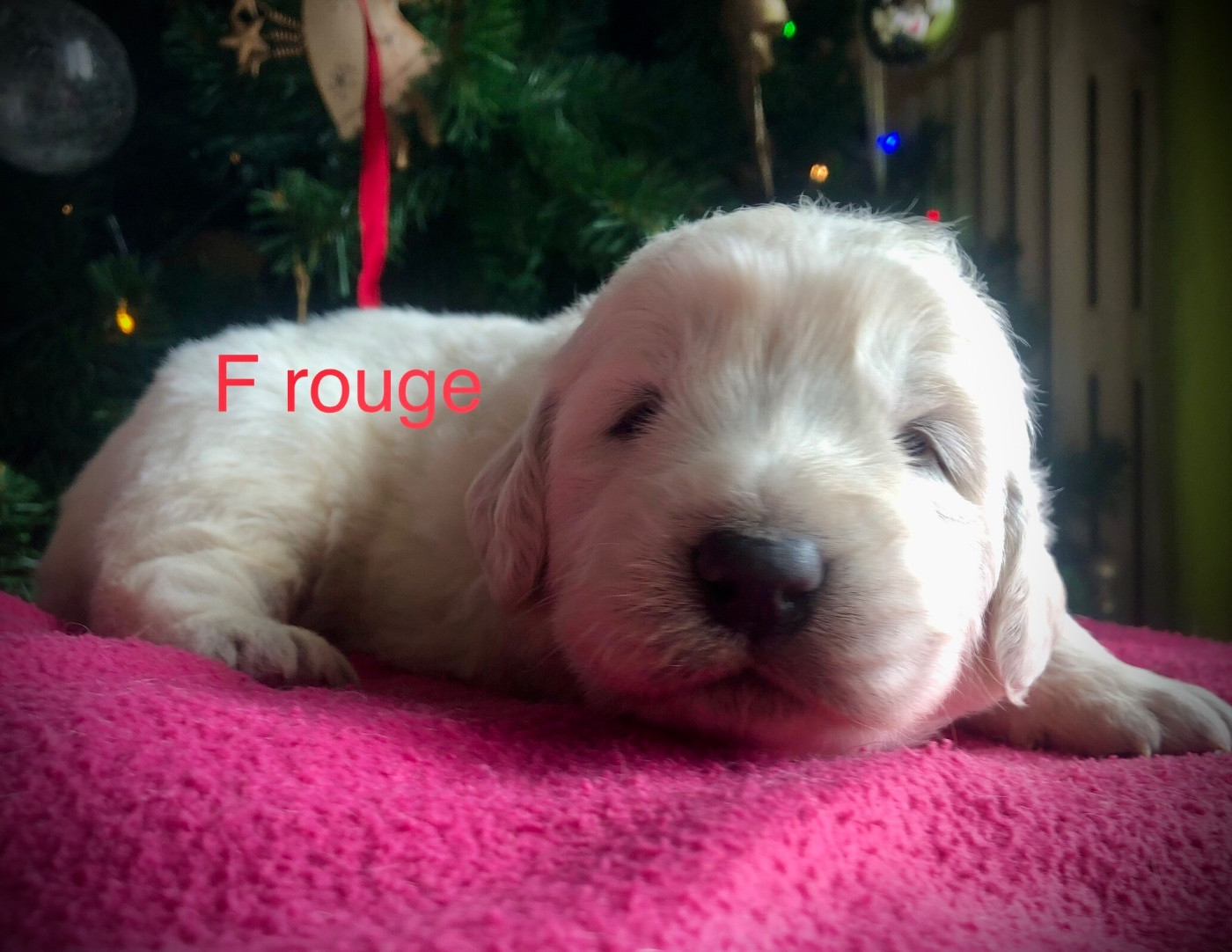 By Champs'Or - Chiots disponibles - Berger de Podhale - Tatra