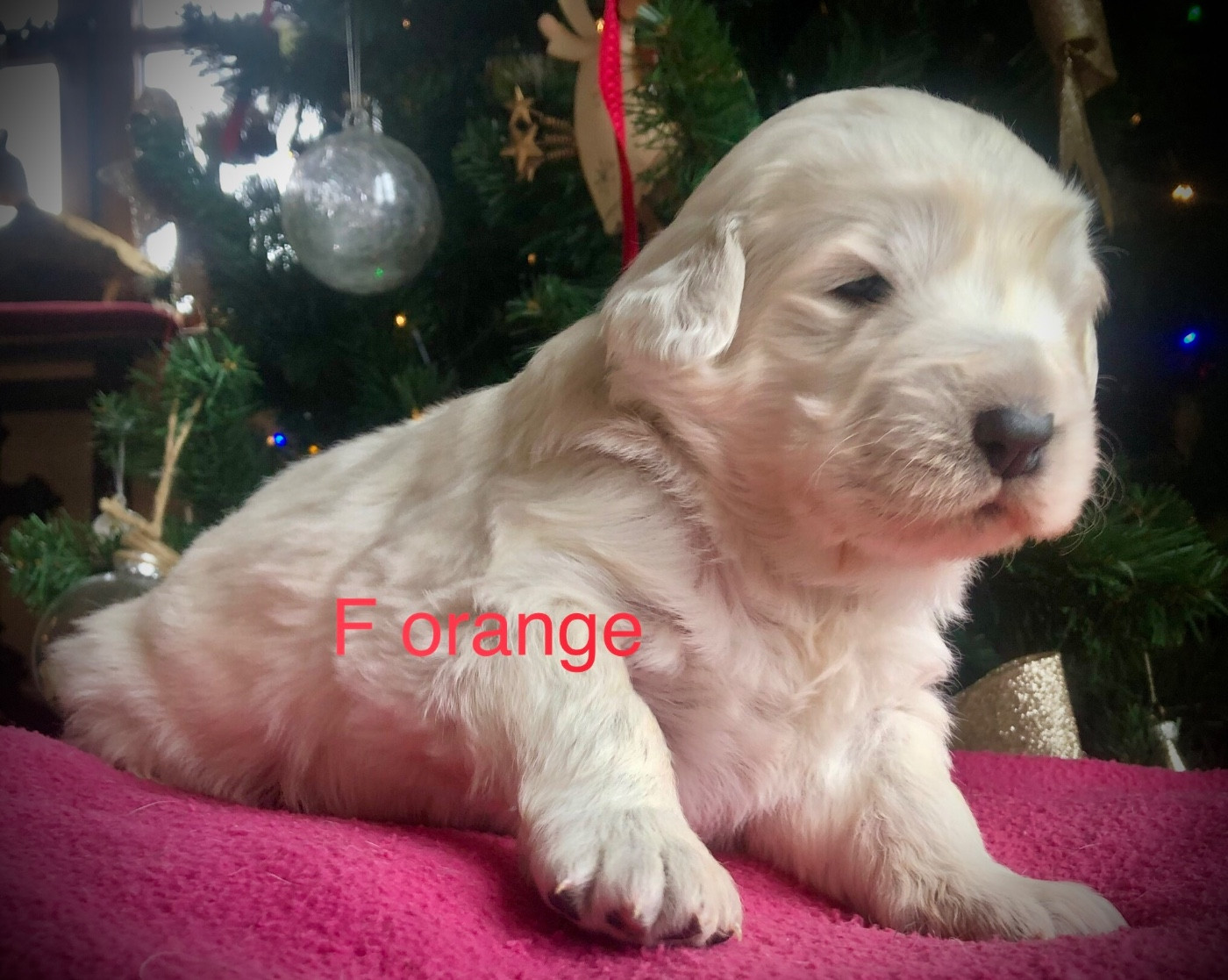 By Champs'Or - Chiots disponibles - Berger de Podhale - Tatra