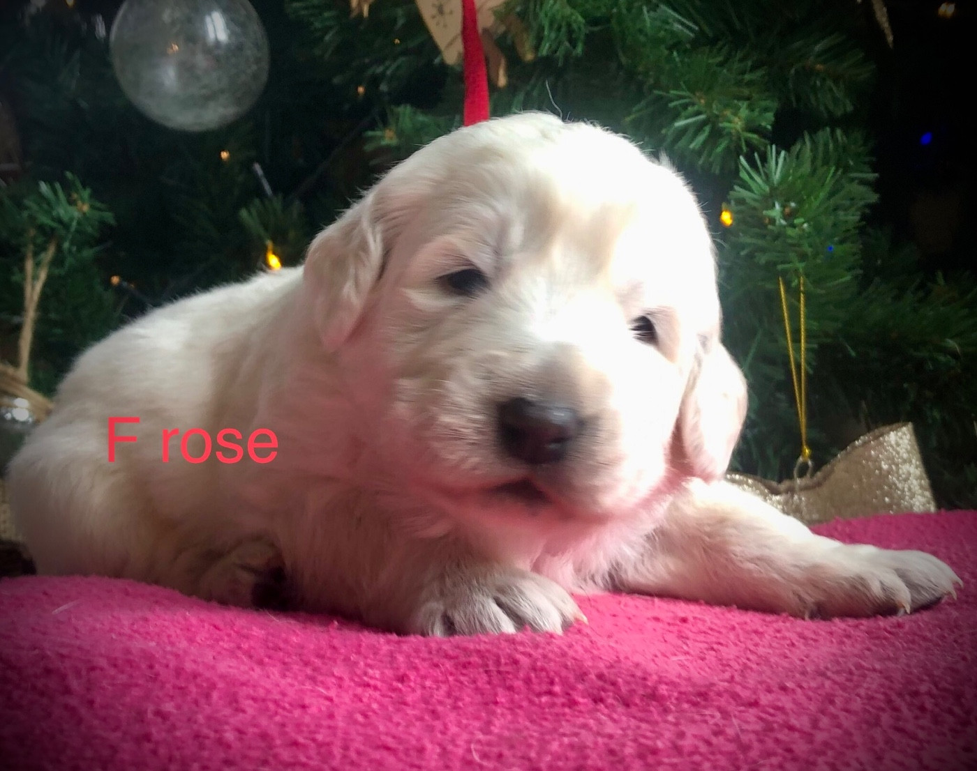 By Champs'Or - Chiots disponibles - Berger de Podhale - Tatra