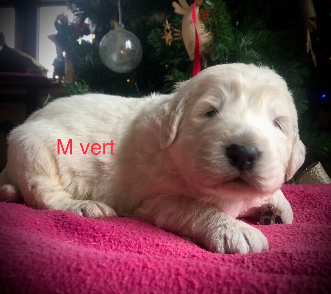 By Champs'Or - Chiots disponibles - Berger de Podhale - Tatra
