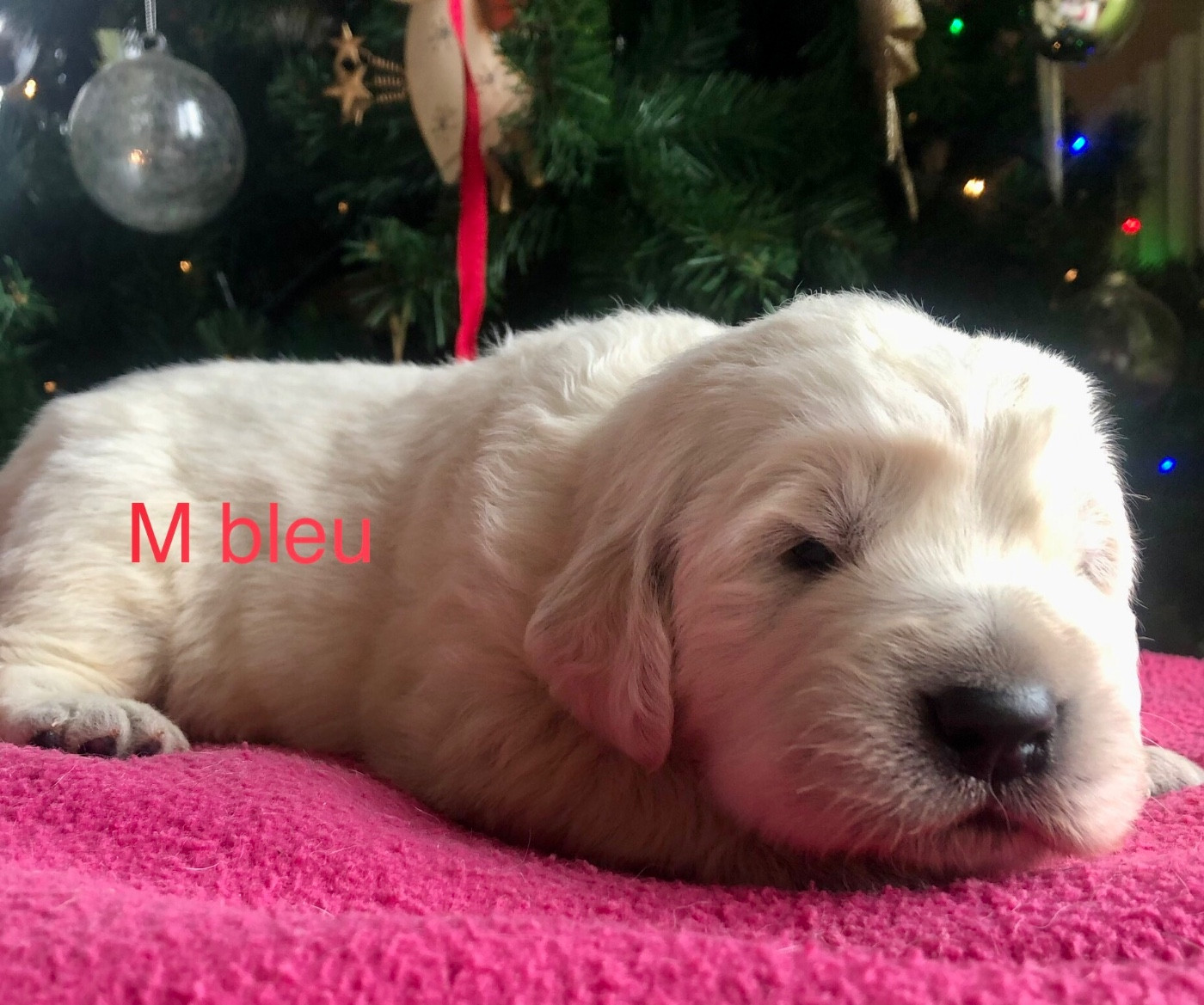 By Champs'Or - Chiots disponibles - Berger de Podhale - Tatra