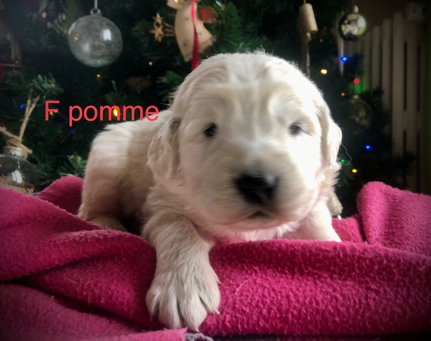 By Champs'Or - Chiots disponibles - Berger de Podhale - Tatra