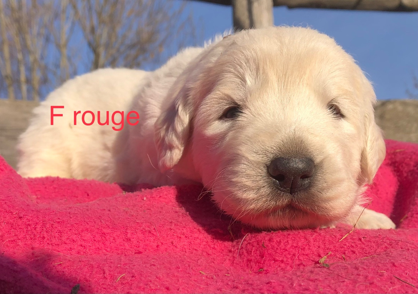 By Champs'Or - Chiots disponibles - Berger de Podhale - Tatra