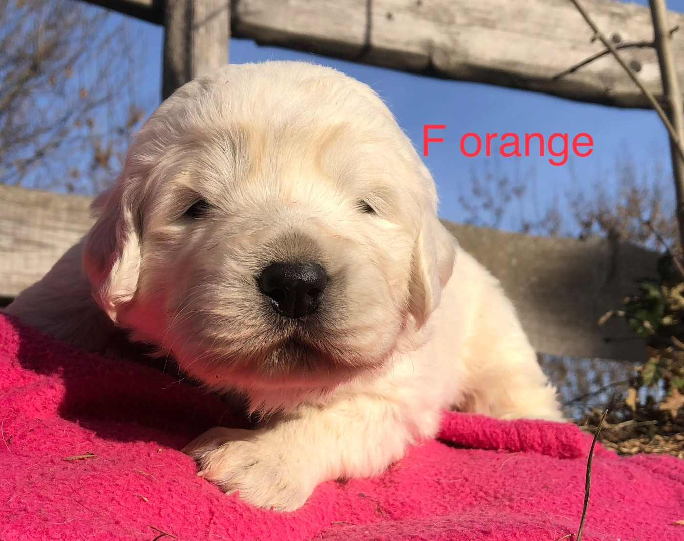 By Champs'Or - Chiots disponibles - Berger de Podhale - Tatra