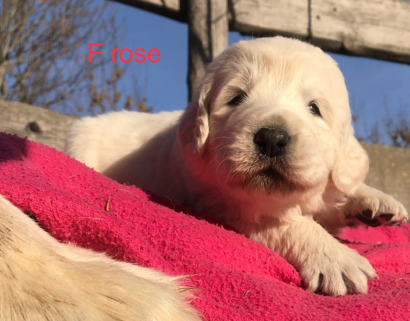 By Champs'Or - Chiots disponibles - Berger de Podhale - Tatra