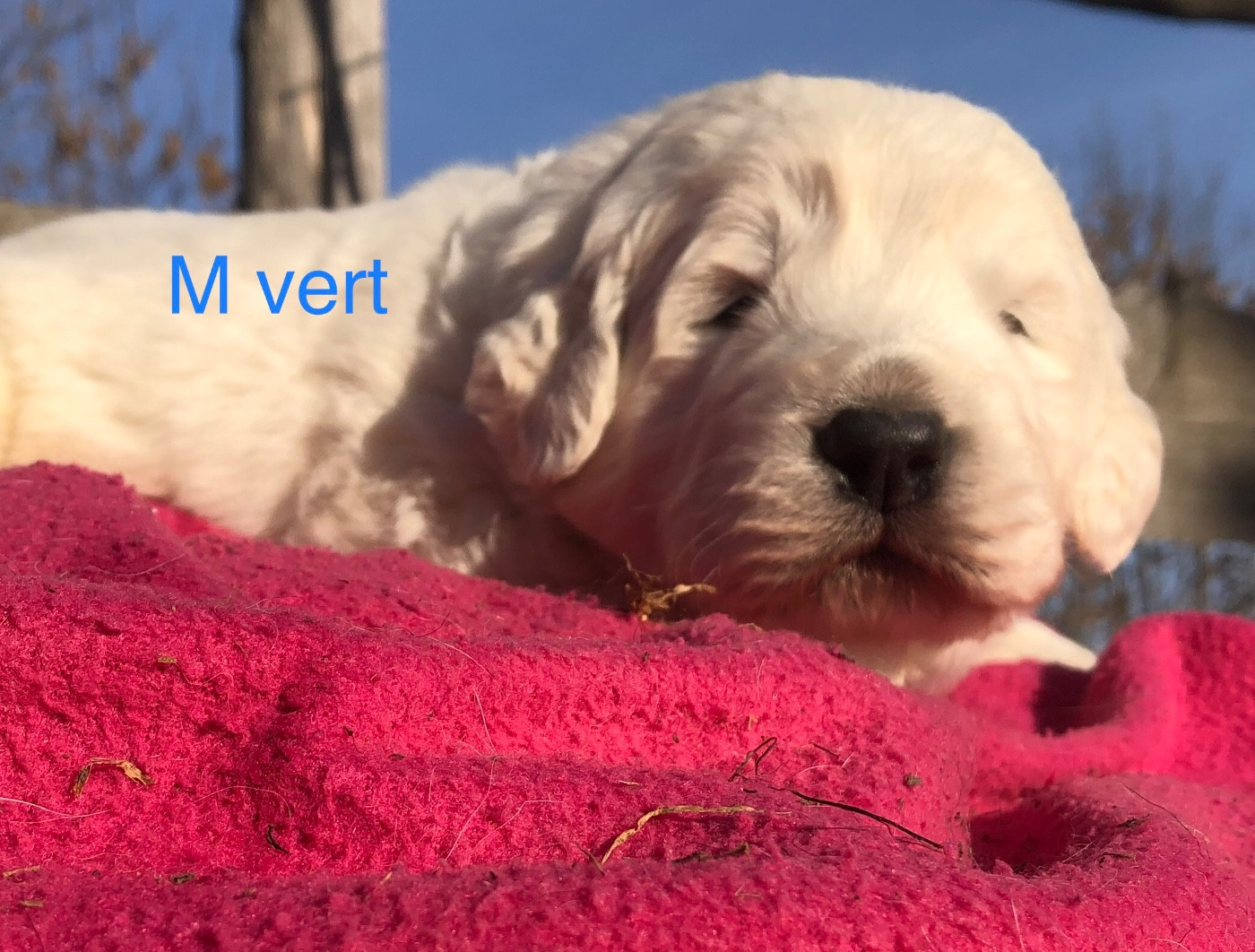 By Champs'Or - Chiots disponibles - Berger de Podhale - Tatra