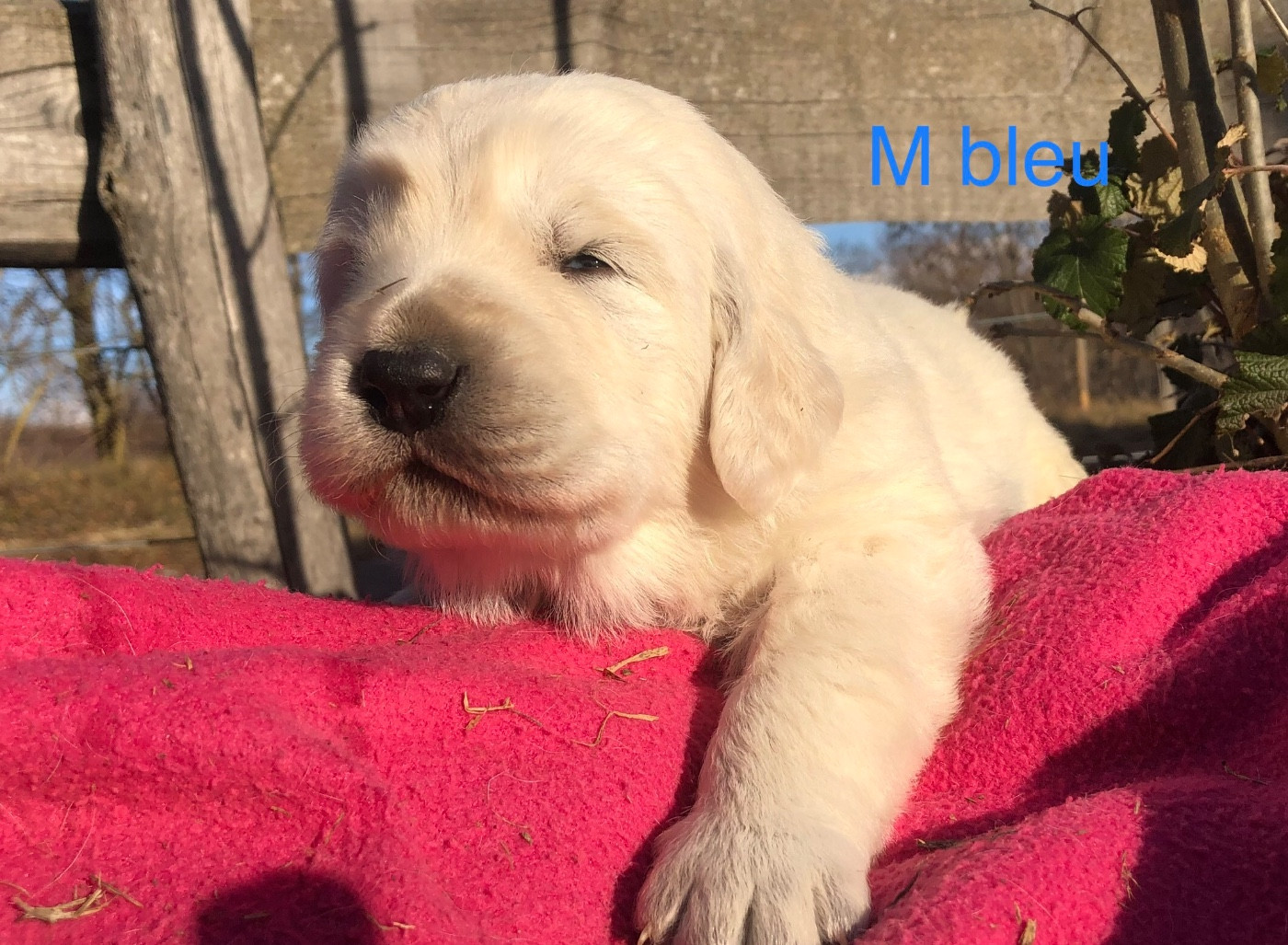 By Champs'Or - Chiots disponibles - Berger de Podhale - Tatra