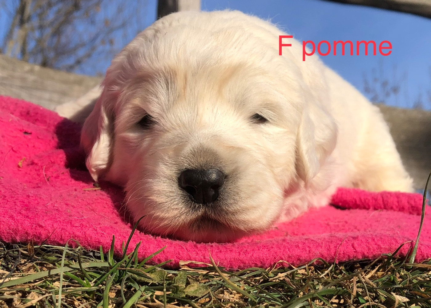 By Champs'Or - Chiots disponibles - Berger de Podhale - Tatra