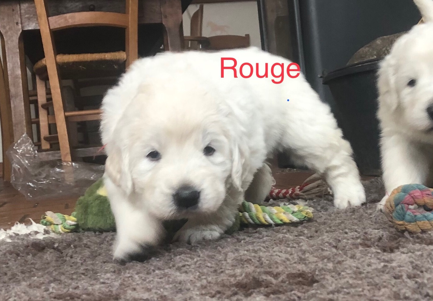 By Champs'Or - Chiots disponibles - Berger de Podhale - Tatra