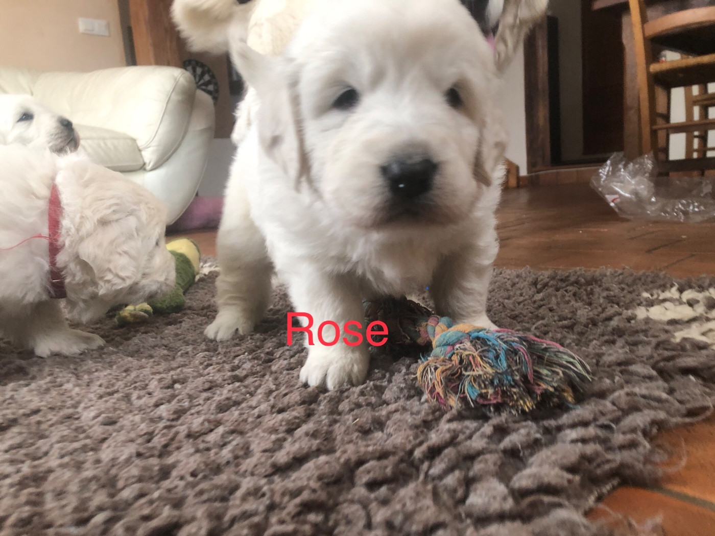 By Champs'Or - Chiots disponibles - Berger de Podhale - Tatra