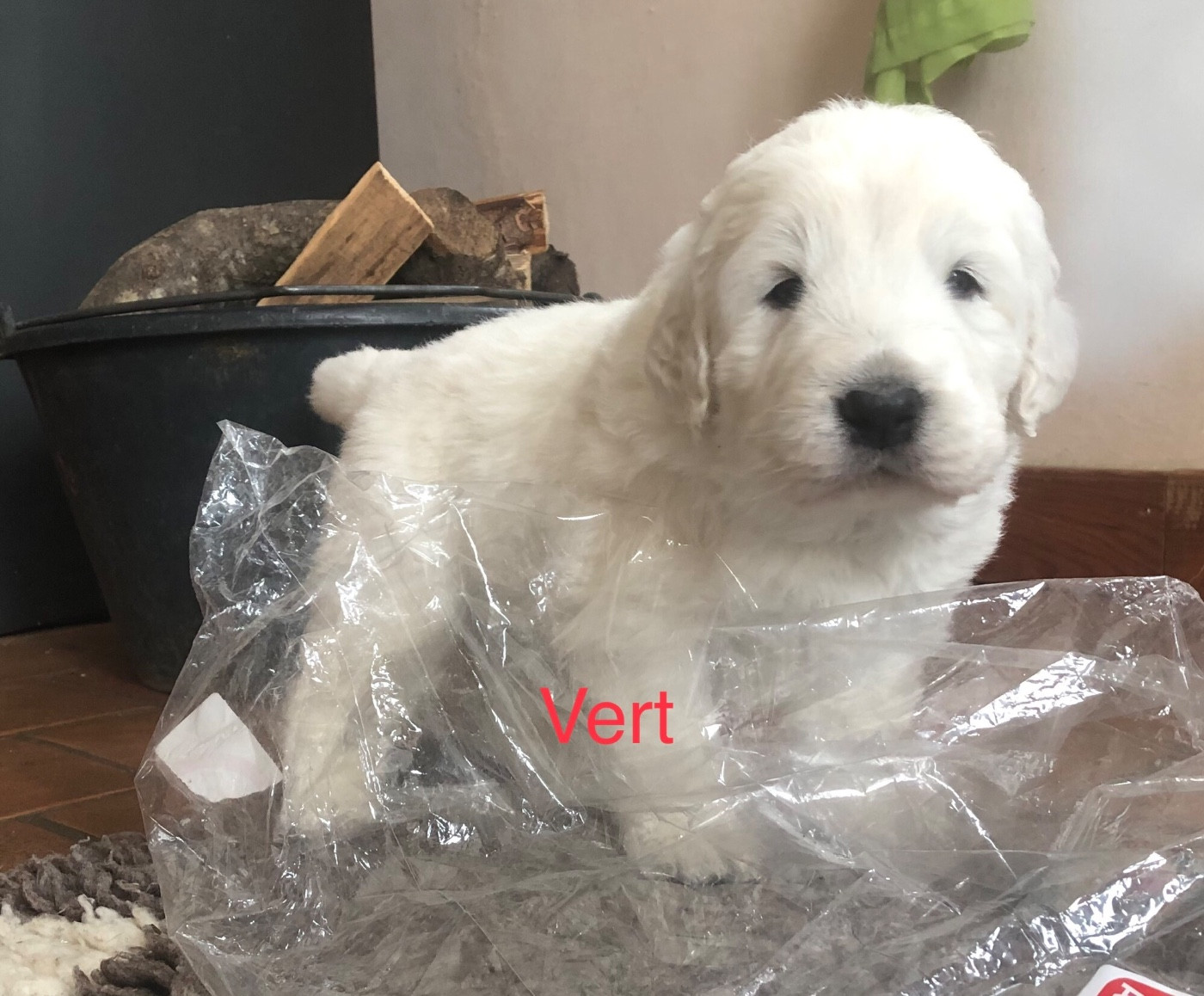 By Champs'Or - Chiots disponibles - Berger de Podhale - Tatra