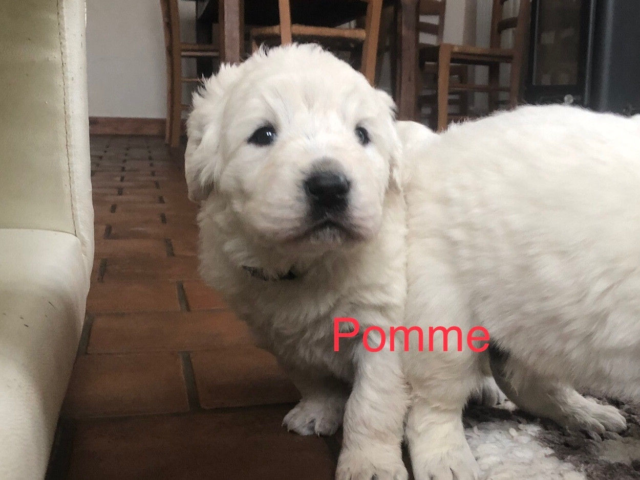 By Champs'Or - Chiots disponibles - Berger de Podhale - Tatra