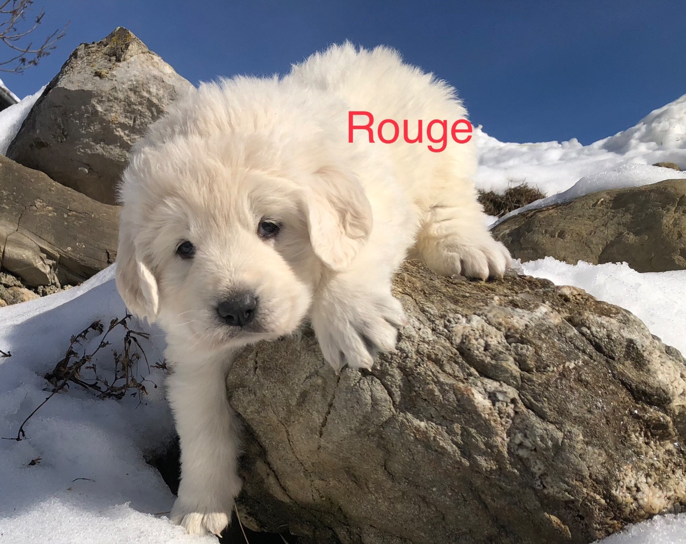 By Champs'Or - Chiots disponibles - Berger de Podhale - Tatra