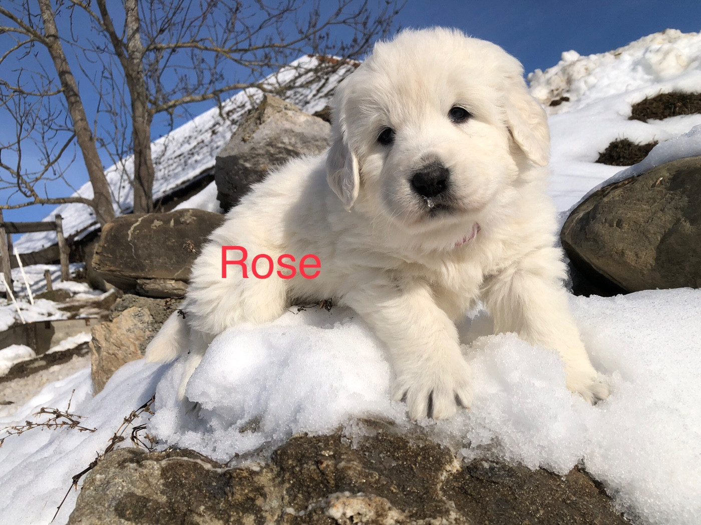 By Champs'Or - Chiots disponibles - Berger de Podhale - Tatra