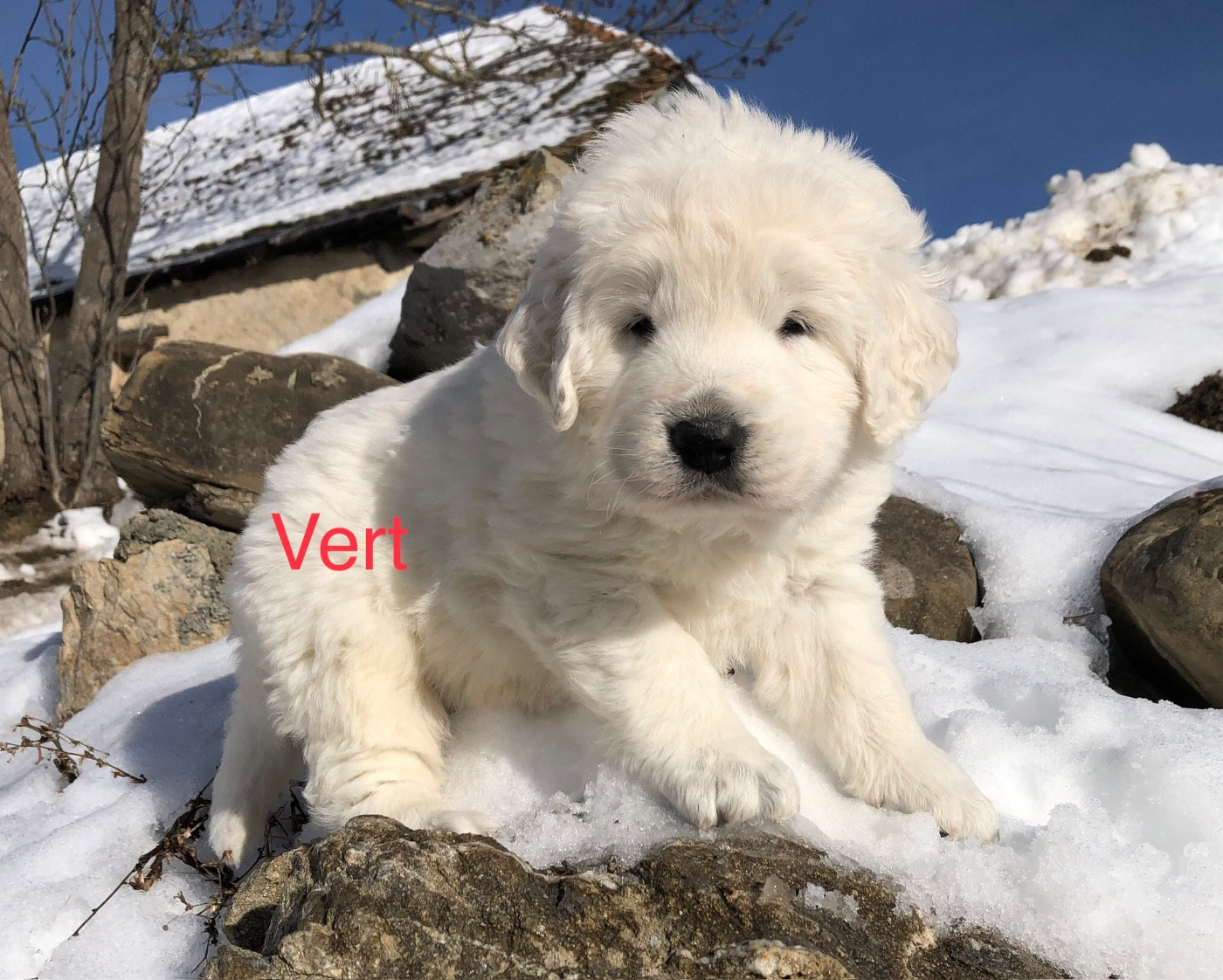 By Champs'Or - Chiots disponibles - Berger de Podhale - Tatra