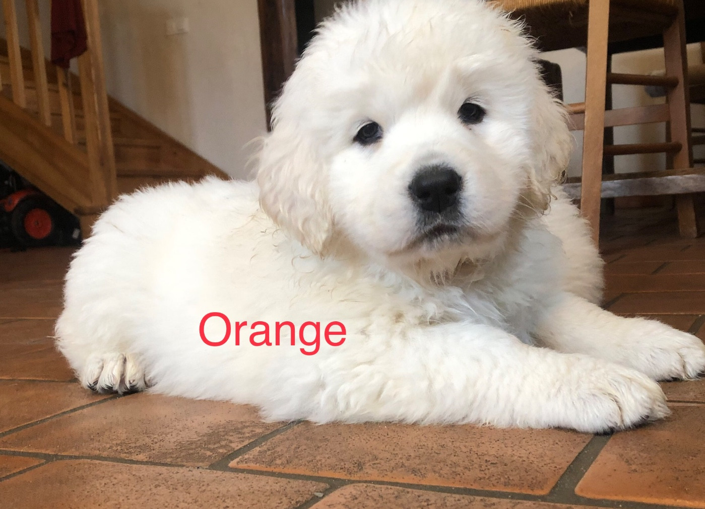 By Champs'Or - Chiots disponibles - Berger de Podhale - Tatra