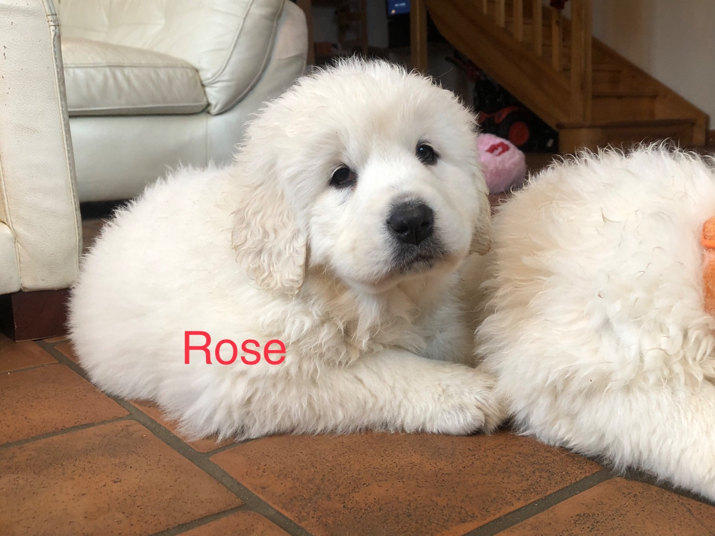 By Champs'Or - Chiots disponibles - Berger de Podhale - Tatra