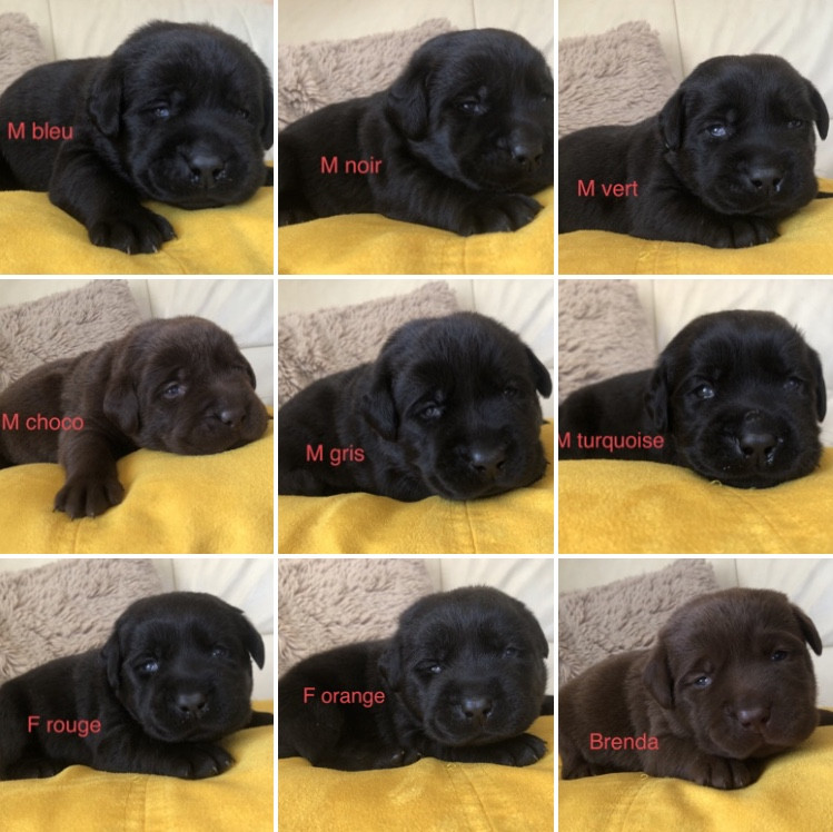 Chiot Labrador Retriever By Champs'Or