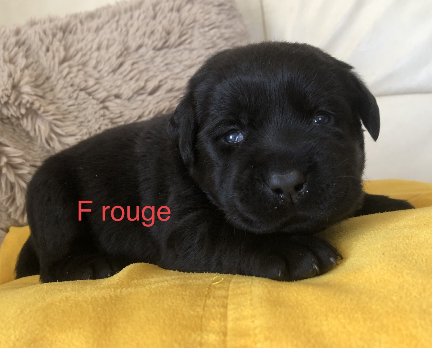 By Champs'Or - Chiots disponibles - Labrador Retriever