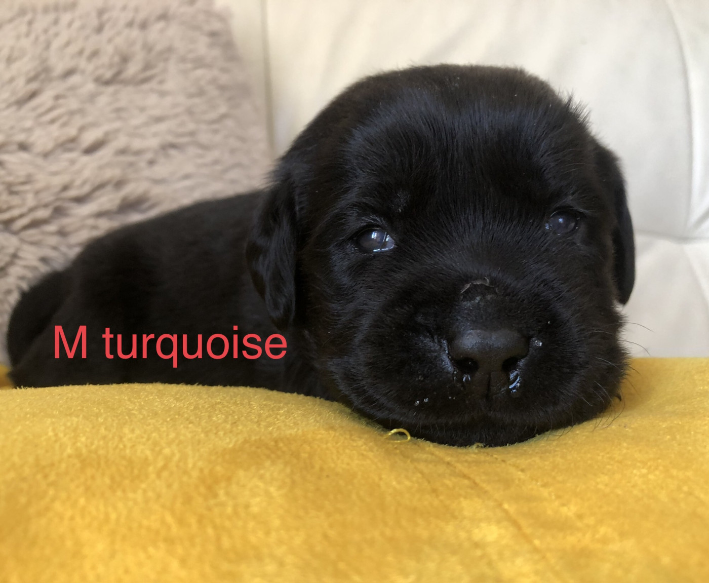 By Champs'Or - Chiots disponibles - Labrador Retriever