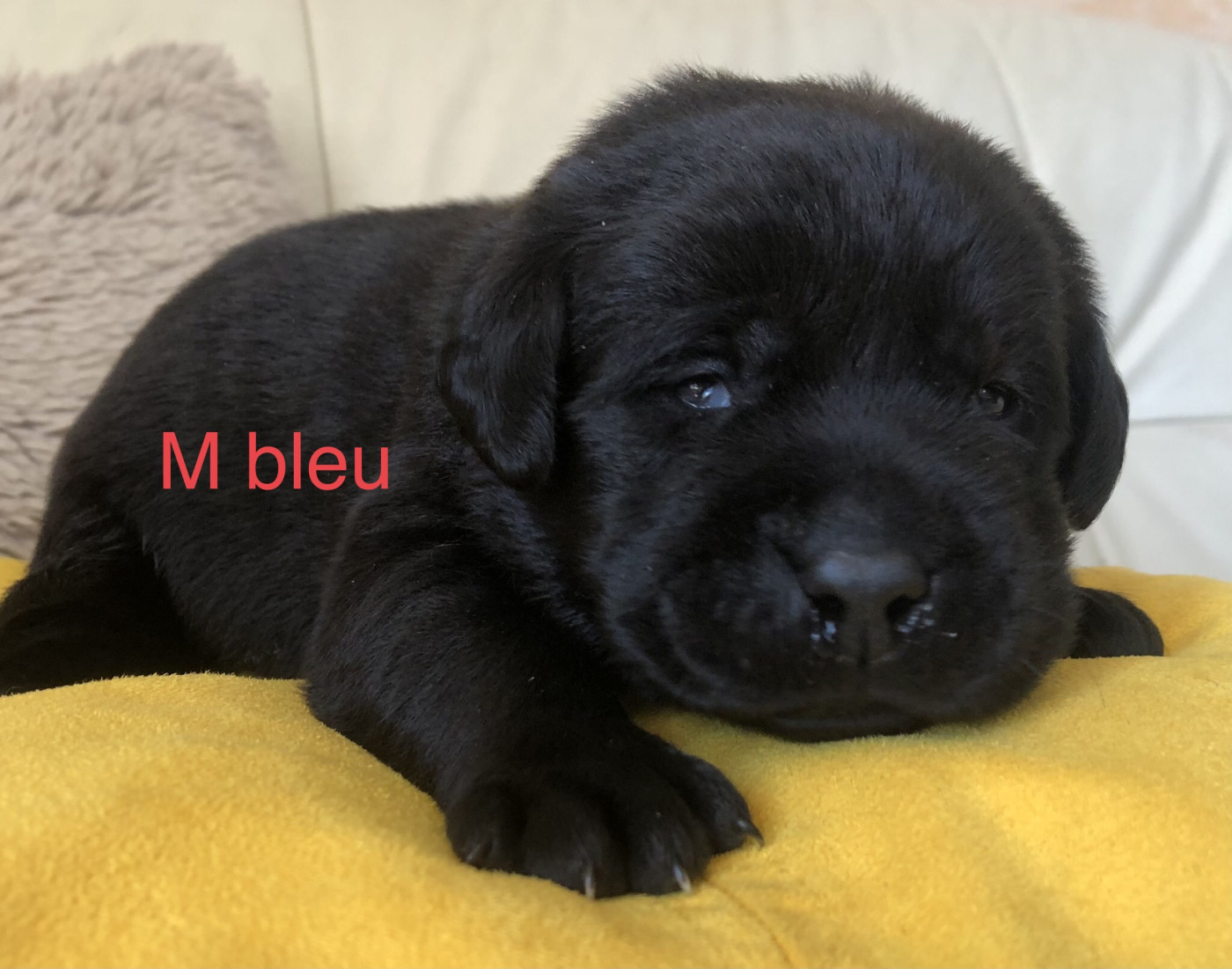 By Champs'Or - Chiots disponibles - Labrador Retriever