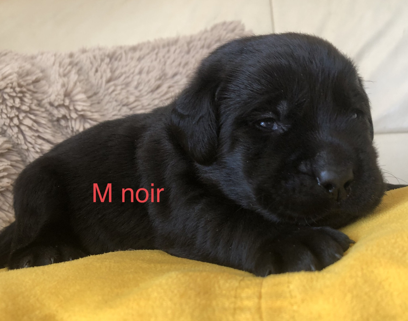 By Champs'Or - Chiots disponibles - Labrador Retriever